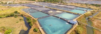 2013 : Investment and Start of Operation of Zambales Shrimp Farm 2